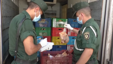 Photo de Alger : saisie de 10 quintaux de viandes blanches avariées à Sidi Moussa